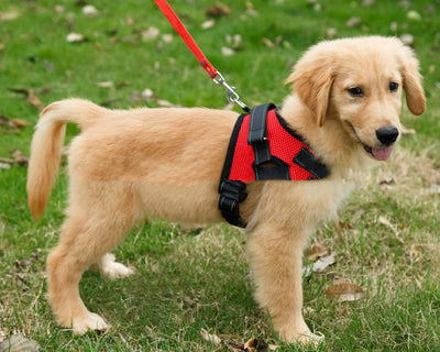 New Mesh Saddle Dog Leash - Mrgoluckynow New Mesh Saddle Dog Leash0Mrgoluckynow CJJT121134709IR